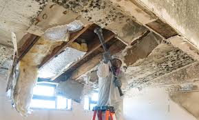 Mold Odor Removal Services in Largo, FL